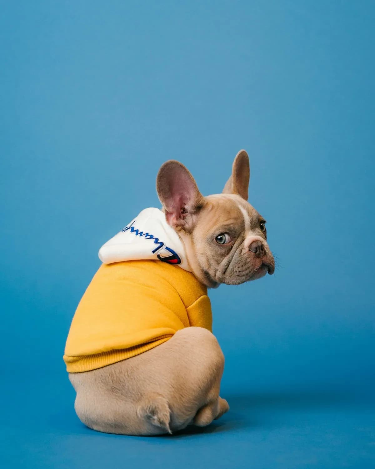 Hooded sweatshirt for small dogs
